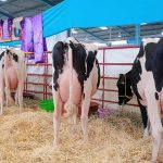 San Juan del Río produce 500 000 L de leche diaria y refuerza su rol estratégico